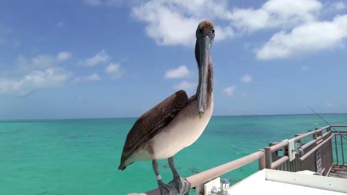 Amazing 5 Minute Walk To The Beach! Appartement Miami Beach